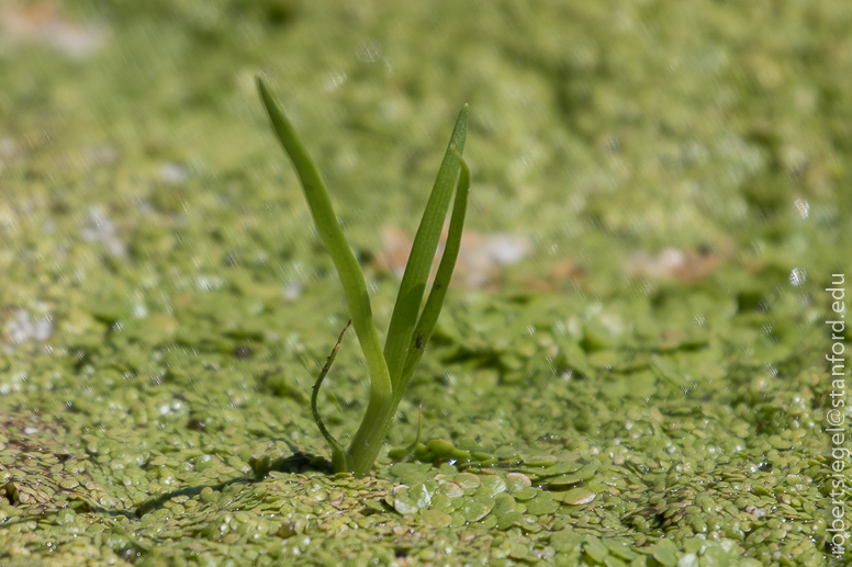 emily renzel wetlands